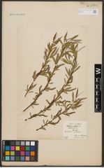 Foto von Salix alba L.